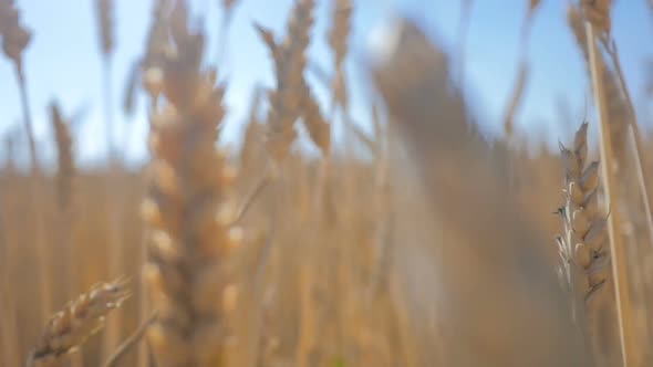 Flight Through The Rye Field 4