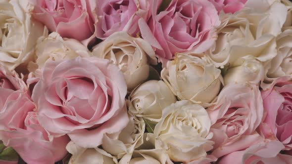 Thriving of Full Bloom Flowerscape Floral Visual of Live Flowers Roses Background alt