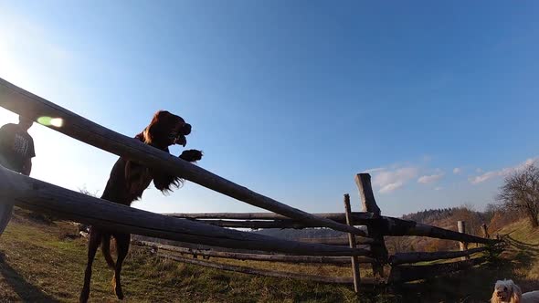 Beautiful obediendt brown Irish Setter jumping over barrier. Super slow motion. alt