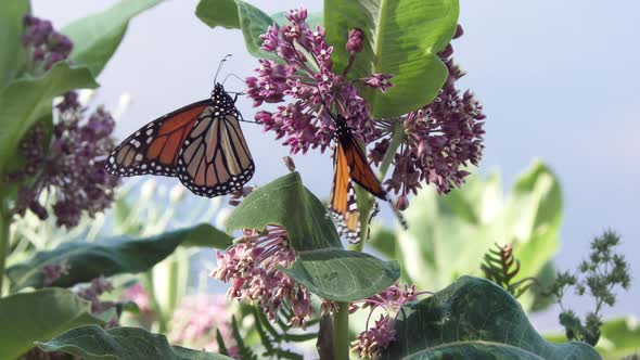 Monarch Butterfly Feed On Milkweed