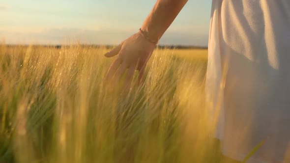 Woman Hand In Wheat Field alt