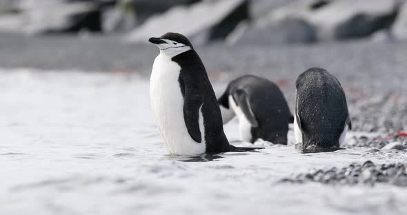 Chinstrap Penguins on beach