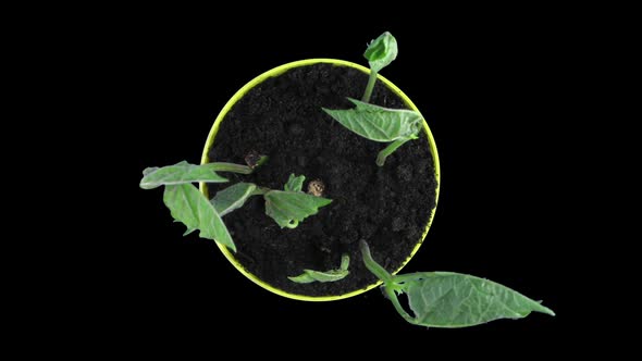 Phototropism effect in growing beans alt