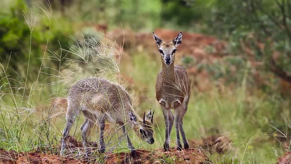 Klipspringer in Mapungubwe National park, South Africa alt