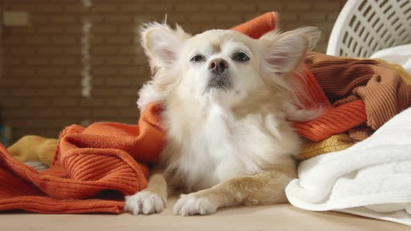 little lap dog messy playing fold cloths basket on wooden laundry table home concept background alt
