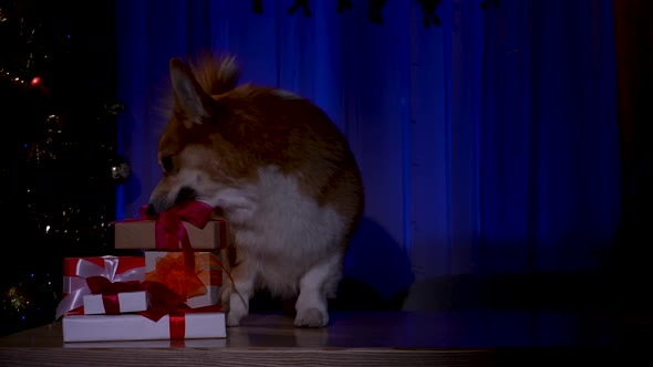A Welsh Corgi Dog Sneaks Into a Dark Room Decorated for the New Year at Night alt