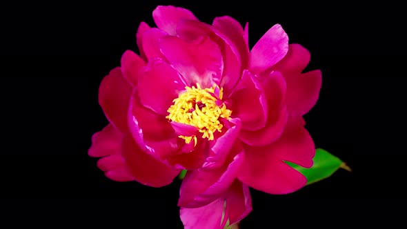 Time Lapse of Beautiful Pink Peony Flower Blooming alt