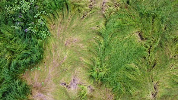 Green grass pattern. Beautiful natural meadow grass background