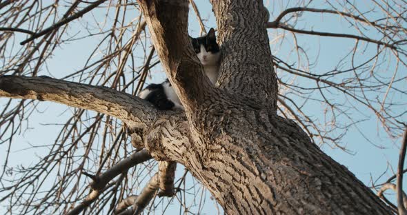 Bicolor Black and White Cat Stucked in a Tree, Looking Afraid to Climb Down on Sunny Day in slowmo alt