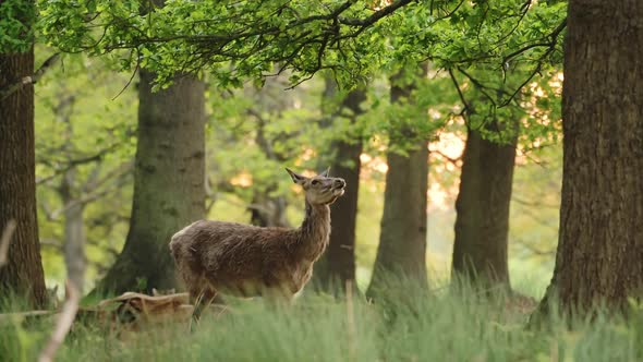 UK Wildlife, Female Red Deer Feeding and Eating Leaves from a Tree, Standing on Hind Legs in Richmon alt