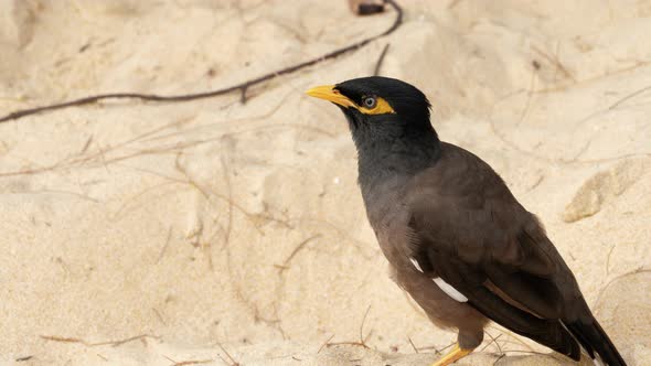 Common Myna -Acridotheres Tristis- alt