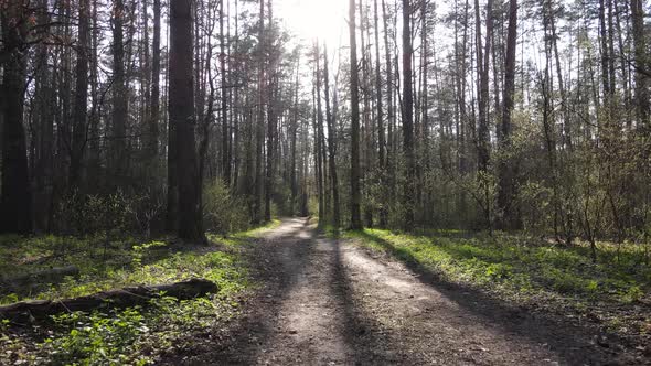 Aerial View of the Road Inside the Forest alt