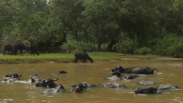 Animals of Sri Lanka. Buffalos in the Lake. alt