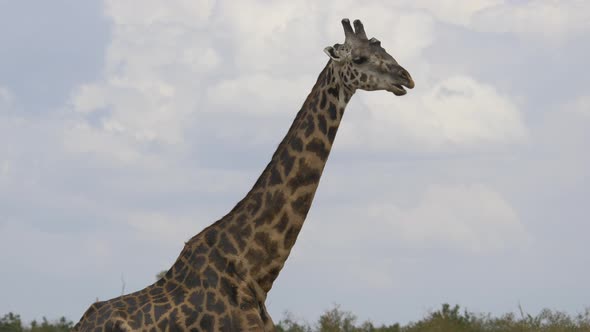 Close up of a giraffe grazing alt