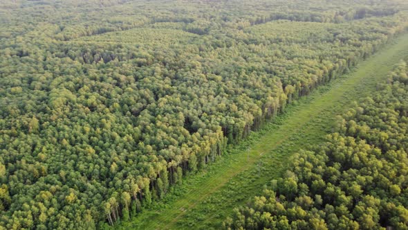 View Into the Distance From the Height of the Forest