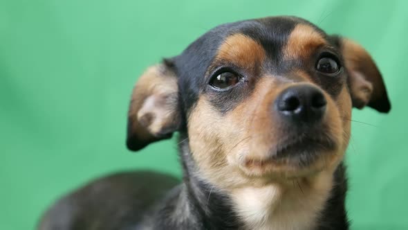 little funny dog on green screen, cute dog looking into camera, place for promotional text alt