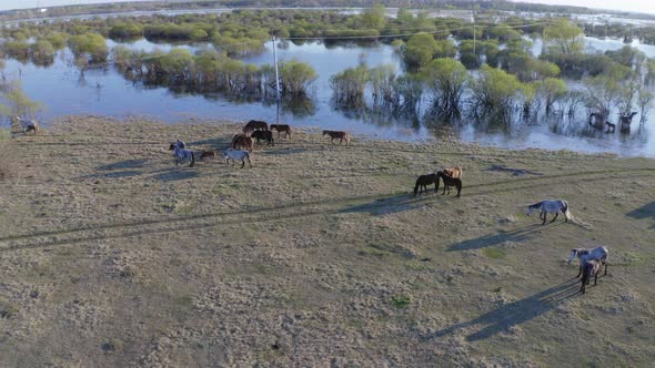 The Horse Herd Graze Along the Shore of the Lake. Wild Horses in Nature