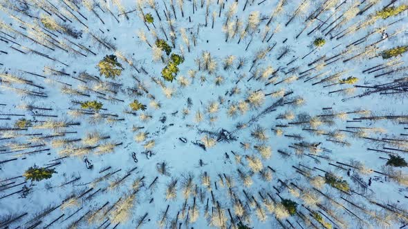 Top-down view of snow-capped conifers treetop in snowy forest. Aerial alt