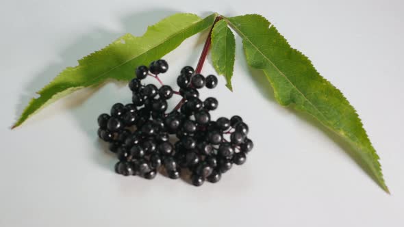 Elderberry Bush On A White Background, The Lens Of The Camera Focusing Slowly On A Black Berry.