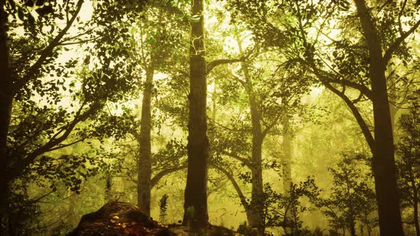 Summer Forest with Deep Fog alt