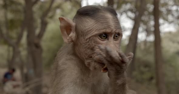 Monkey  alt