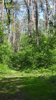 Vertical Video of a Summer Green Forest with Trees During the Day Slow Motion alt
