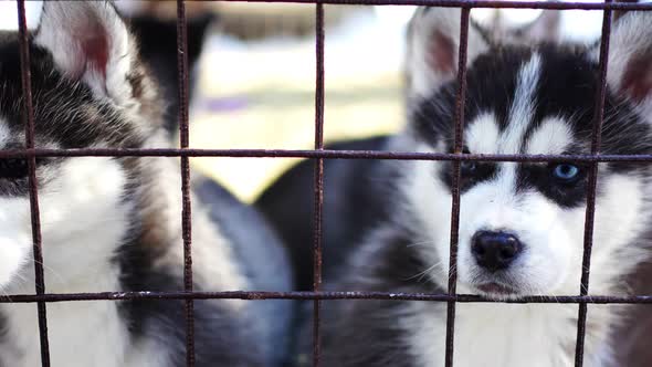 Purebred Husky Puppy in an Openair Cage at a Dog Farm Haskiland Near Kemerovo Russia alt