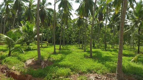 Flythrough A Coconut Plantation alt
