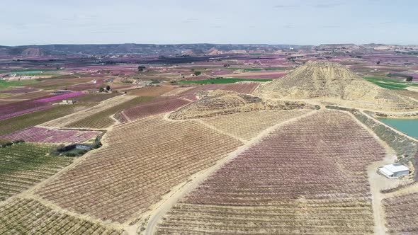 Aerial View of Peach Trees in Bloom Aitona Catalonia Spain