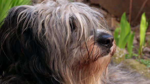 Polish Lowland Sheepdog sitting on green grass. Portrait cute big black and white fluffy long wool alt