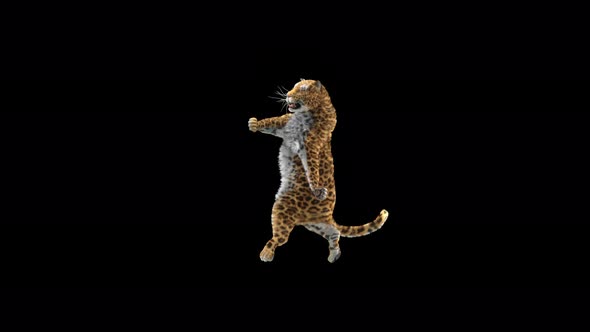Leopard Dancing 4K alt