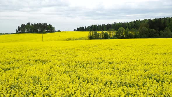 Colorful Yellow Spring Crop of Canola