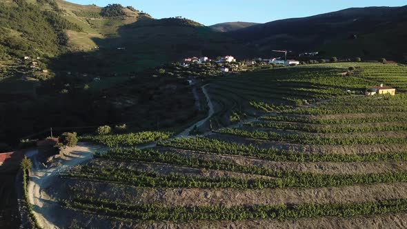 Slowly passing along the hillside terraces of a Portuguese vineyard in the Douro Valley at morning. alt