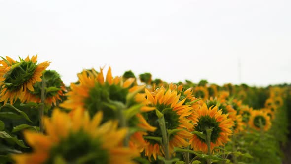 Field Of Young Sunflowers Sunflower Flowers, Bright Yellow Sunflowers Huge Plantation Farmland alt