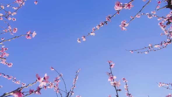 Astonishing Natural Beauty of Almond Orchard in Early Spring alt