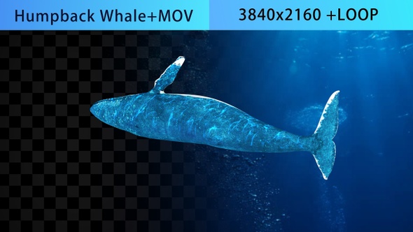 Whale  alt