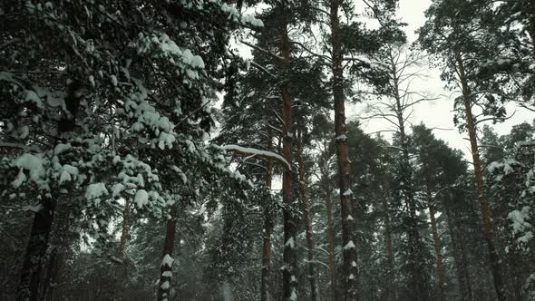 Forest Landscape On Snowy Day alt