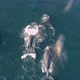 Family of Whales Visit Puerto Vallarta, Mexico. Strolling Along the Pacific Ocean - VideoHive Item for Sale