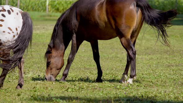 Medium shot of pretty brown horse and white with dots grazing on pasture during sunlight - slow moti alt