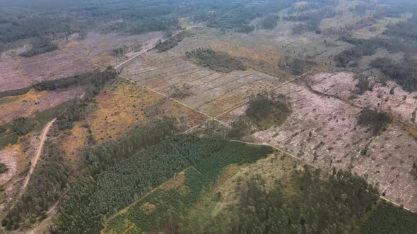 Aerial Deforestation 07