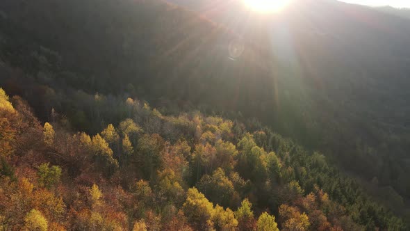 Aerial shot of forest in fall season