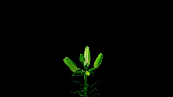 Flowering and Partial Withering of a Yellow Lily Time Lapse on a Black Background Beautiful Flower alt