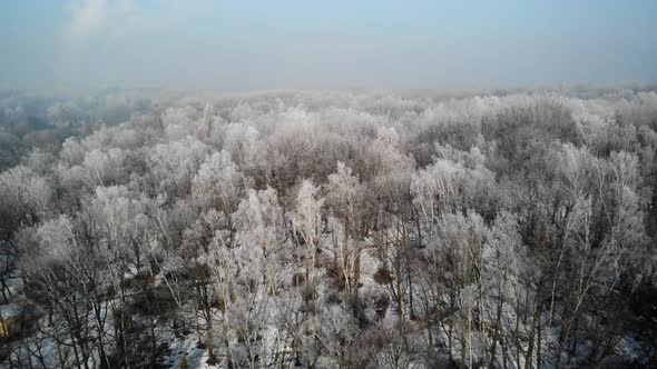 Flight over frosted forest alt