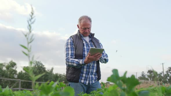 Mature man working on farm alt