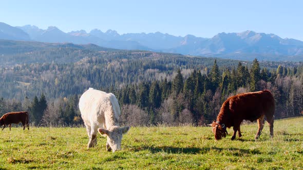 Cows in the mountains. Happy alpine milky cows are grazing in the grass. 