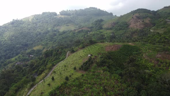 Aerial fly over banana plantation alt