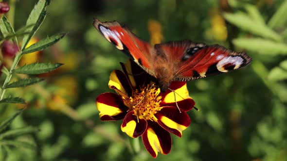 Butterfly on a Flower. Close-up. alt