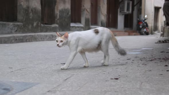 Homeless Shabby Cat in Africa Walks on the Street of Dirty Stone Town Zanzibar alt