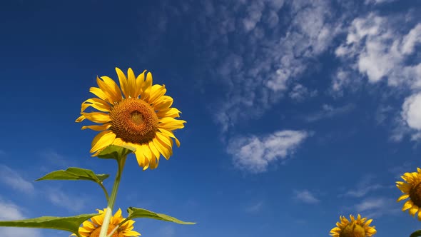 Timelapse of sunflower with sky