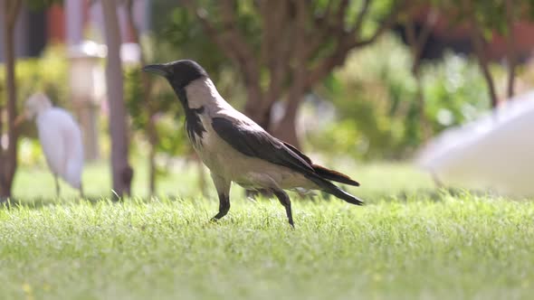 Glossy Ibis Wild Bird Also Known As Plegadis Falcinellus Walking on Green Lawn in Summer alt